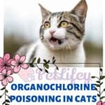 Organochlorine poisoning in Cats: what you need to know