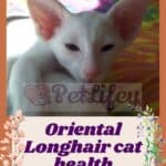 Oriental Longhair cat health : common diseases in the breed