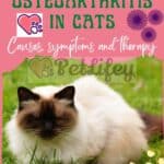 Osteoarthritis-in-cats-causes-symptoms-and-therapy-1a