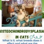 Osteochondrodysplasia in cats: what is it, what breeds does it affect and what are the feline's life expectancy