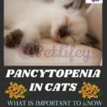 Pancytopenia in cats: what is important to know about the rare disease