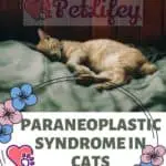 Paraneoplastic-syndrome-in-cats-what-is-important-to-know-1a