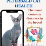 Peterbald-Cat-health-the-most-common-diseases-in-the-breed-1a