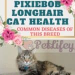 Pixiebob Longhair Cat health: Common diseases of this breed
