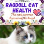 Ragdoll Cat health: the most common diseases of the breed
