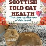 Scottish Fold Cat health: the common diseases of this breed