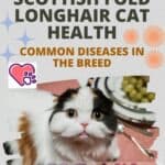 Scottish Fold Longhair Cat health: common diseases in the breed