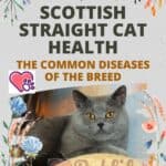 Scottish Straight cat health: the common diseases of the breed