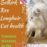 Selkirk Rex Longhair Cat health: common diseases in the breed