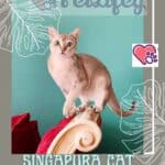 Singapura Cat health: the most frequent diseases in the breed