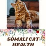 Somali Cat health: the main diseases of the breed