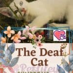 The Deaf Cat: symptoms and care
