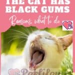 The cat has black gums: reasons, what to do