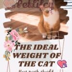 The-ideal-weight-of-the-cat-how-much-should-the-cat-weigh-1a