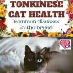 Tonkinese Cat health: common diseases in the breed