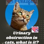 Urinary obstruction in cats, what is it? Causes and possible risks