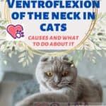 Ventroflexion of the neck in cats: causes and what to do about it