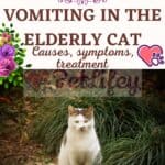 Vomiting in the elderly cat: causes, symptoms,  treatment