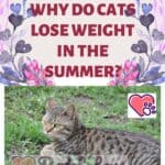Why-do-cats-lose-weight-in-the-summer-1a-1