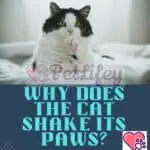 Why does the cat shake its paws? When it is a cause for concern