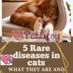 5-Rare-diseases-in-cats-what-they-are-and-how-to-recognize-the-symptoms-1a