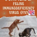5 Symptoms of feline immunodeficiency Virus (FIV)
