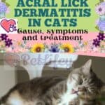 Acral lick dermatitis in cats: cause, symptoms and treatment