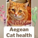 Aegean Cat health: common diseases of the breed