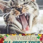 All About Your Cat's Tongue