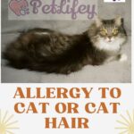 Allergy to cat or cat hair? Cause, symptoms, treatment