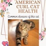 American Curl Cat health: common diseases of this cat