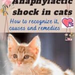 Anaphylactic shock in cats: how to recognize it, causes and remedies