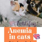 Anemia in cats: natural remedies for iron deficiency