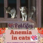 Anemia in cats. Symptoms, causes, treatment
