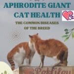 Aphrodite Giant Cat Health: the common diseases of the breed