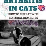 Arthritis-in-cats-how-to-cure-it-with-natural-remedies-1a
