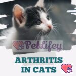 Arthritis in cats: how to recognize and treat it