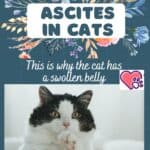 Ascites in cats: this is why the cat has a swollen belly