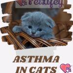 Asthma in cats: symptoms, causes