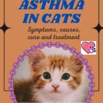 Asthma in cats: symptoms, causes, cure and treatment