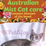 Australian Mist Cat care: common diseases of the breed