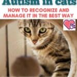Autism-in-cats-how-to-recognize-and-manage-it-in-the-best-way-1a