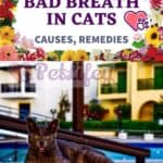 Bad breath in Cats: causes, remedies