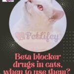 Beta-blocker-drugs-in-cats-when-to-use-them-Possible-adverse-effects-1a