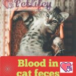 Blood in cat feces: causes and what to do