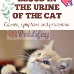 Blood-in-the-urine-of-the-cat-causes-symptoms-and-prevention-1a