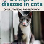 Bowen's disease in cats: cause, symptoms and treatment