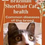 Brazilian Shorthair Cat health: common diseases of the breed
