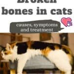 Broken bones in cats: causes, symptoms and treatment