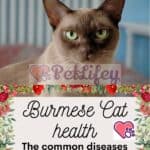 Burmese Cat health: the common diseases of this feline breed